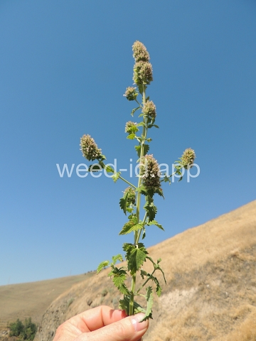 catnip